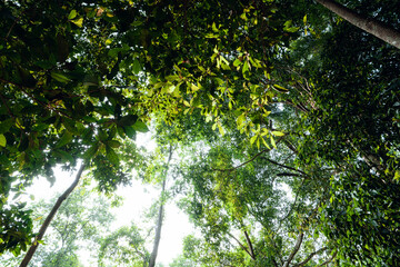 green trees in the summer forest