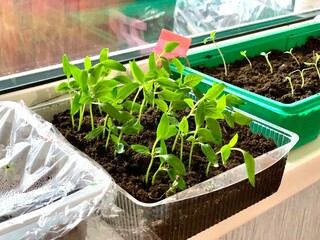 Young seedlings in the ground in a plastic pot.