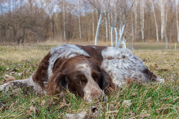 Brown spotted russian spaniel in the forest