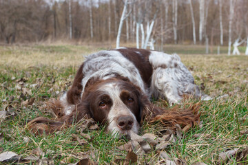 Brown spotted russian spaniel in the forest