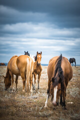 Obraz premium Horse in a field, farm animals, nature series