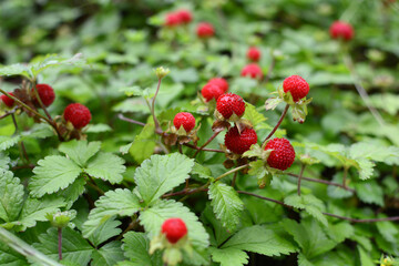 Ripe strawberries. Summer harvest. Spring