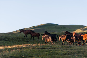 The beautiful summer landscape with horses in Arkhyz