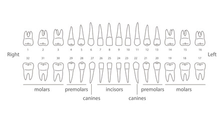The chart of human teeth, vector illustration
