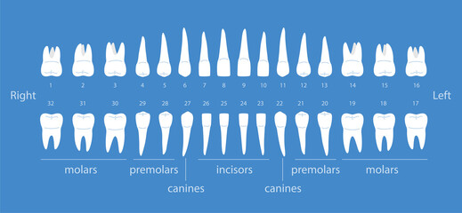 The chart of human teeth, vector illustration