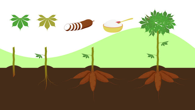 Cassava plant with leaves, bulbs, slices, tapioca. Sera order of growth. Illustration of cassava plants.