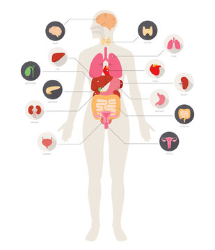 human body organs diagram, flat style clip art preview