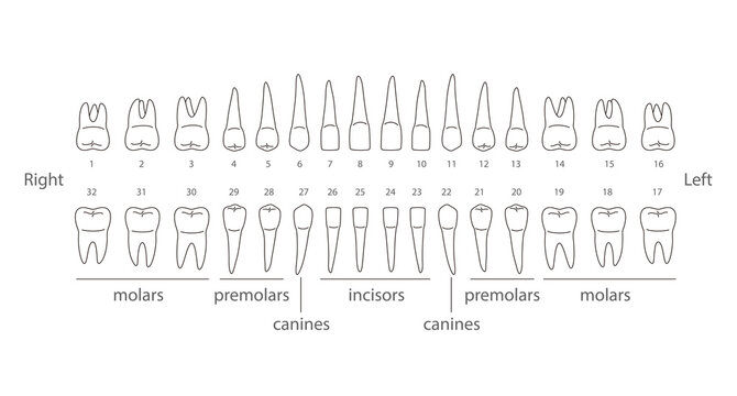 The chart of human teeth, vector illustration