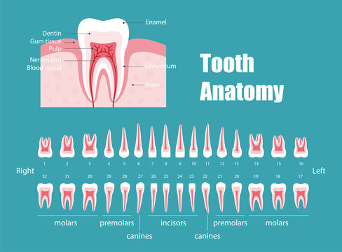 Teeth anatomy, diagram vector illustration