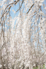 Fototapeta premium White cherry blossom tree