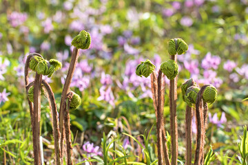 Growing fern in pink flower field