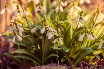 Flowering Galanthus (snowdrops) in early spring