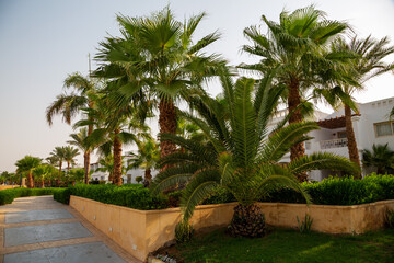 Fototapeta na wymiar Palm Trees with Green Leaves in Sharm el-Sheikh, Egypt
