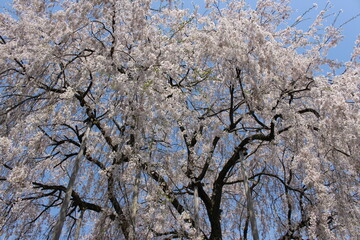 足羽山公園、しだれ桜、福井県