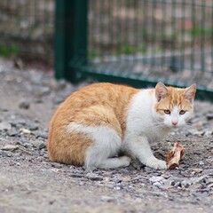 Rudy kot podczas posiłku