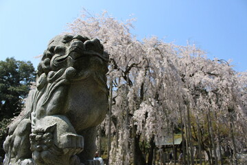 足羽山公園、しだれ桜、福井県
