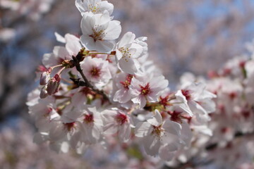 Obraz premium 足羽山公園、しだれ桜、福井県