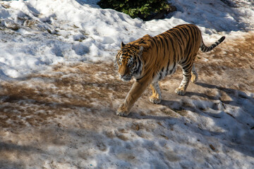 Fototapeta na wymiar Bengal tiger walking in the snow