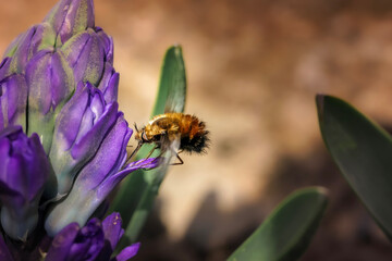 closeup of a bumblebee on a flower