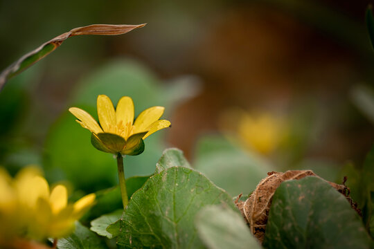 yellow flower in the garden lesser celandine