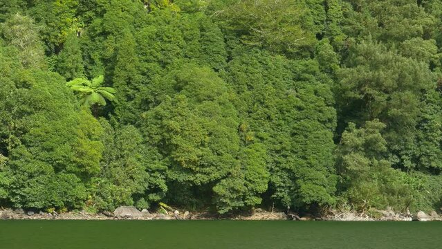 Rural Azores.  Along the banks of the Lagoon Congro with trees