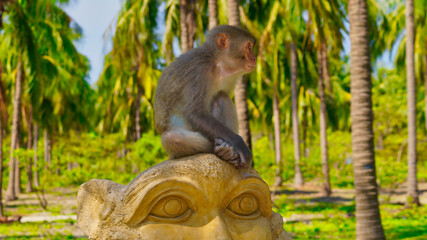 A monkey in the wild. A colony of wild monkeys on an island in Vietnam. 