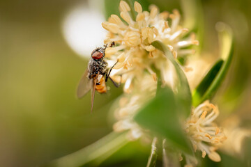 closeup of a fly on a flower