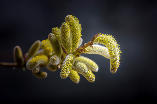 close up of a branch of a tree blooming in spring