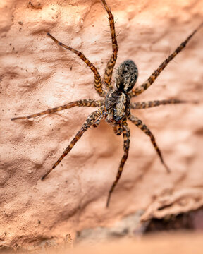 closeup of a spider on a wall