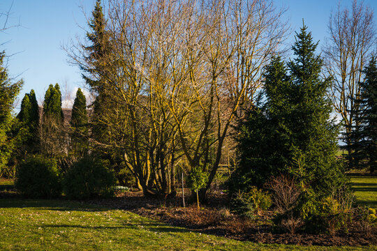 Ornamental garden in spring. Mountain maple and leafless maple, conifers and ornamental shrubs.