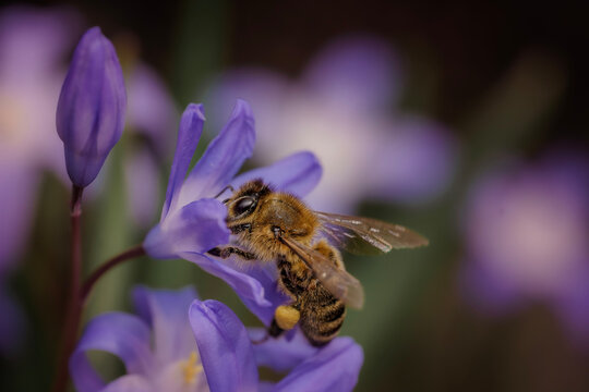 closeup of a bee on a flower