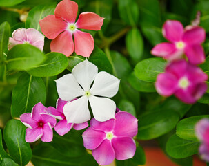 Fototapeta premium Catharanthus Roseus or Vinca flower, pink ,white and purple Vinca flower in garden