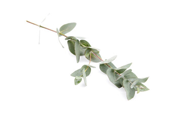 Eucalyptus foliage, branch with green leaves, floral decoration isolated on white