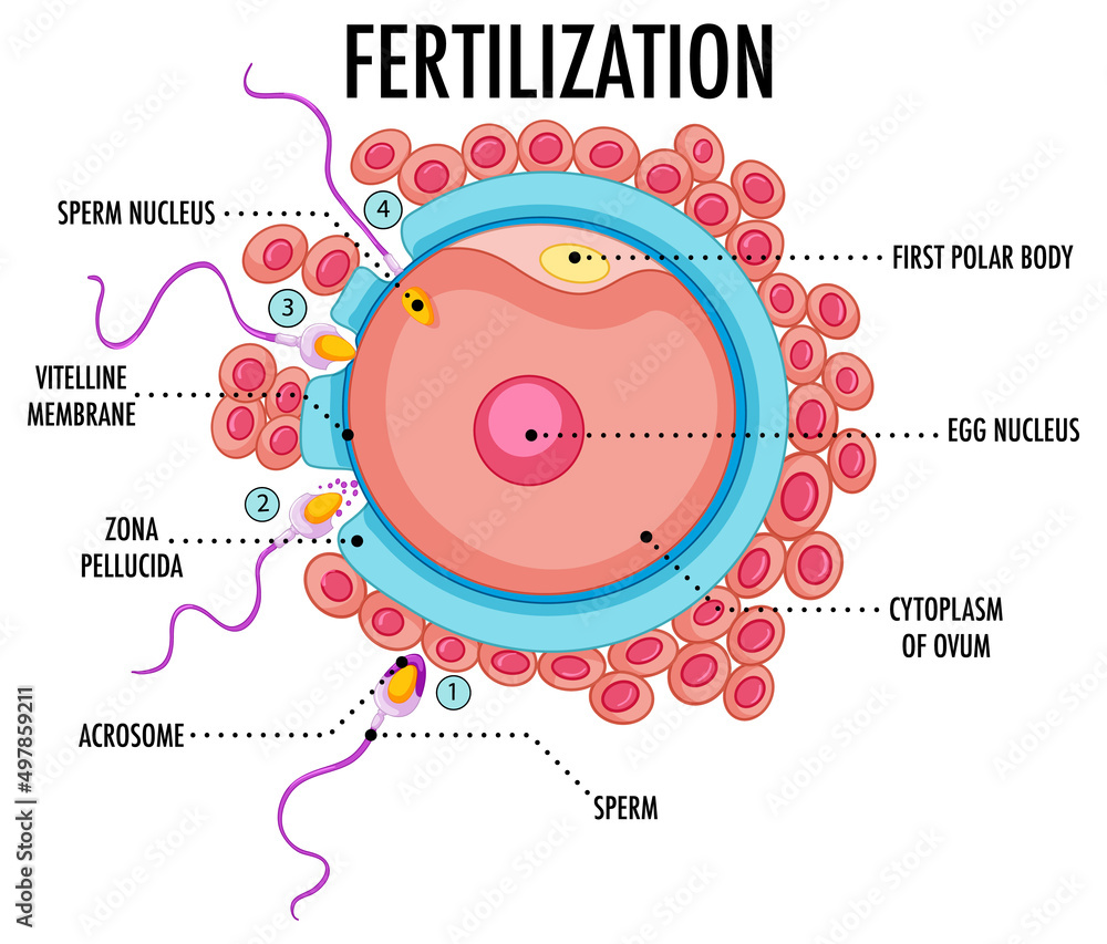 Wall mural diagram showing fertilization in human - Wall murals