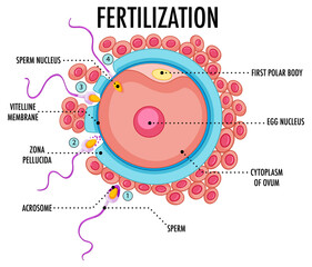 Diagram showing fertilization in human