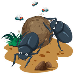 A dung beetle cartoon character - obrazy, fototapety, plakaty