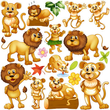 Many lion and lioness on white background