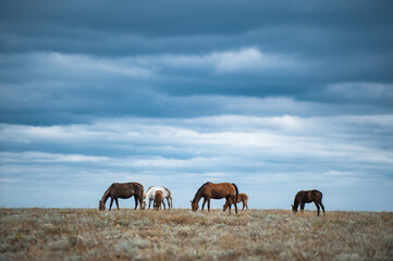 Fototapeta na wymiar Horse in a field, farm animals, nature series