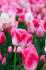 Deep pink tulip in a field