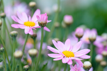 Pink margaret bud about to bloom