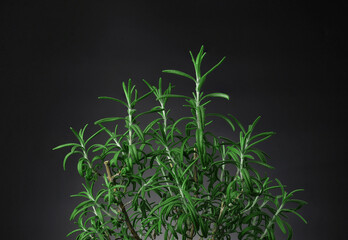 fresh green rosemary herb bush (Rosmarinus officinalis). Isolated black background. - Powered by Adobe