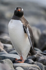 Fototapeta premium Close-up of gentoo penguin standing watching camera
