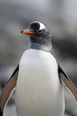 Close-up of gentoo penguin standing shaking head