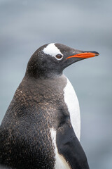 Naklejka premium Close-up of gentoo penguin standing facing right