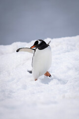 Obraz premium Gentoo penguin almost falls over in snow