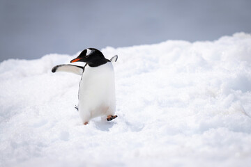 Gentoo penguin almost falling over in snow