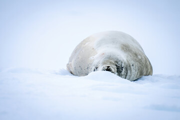 Crabeater seal lies sleeping behind icy mound
