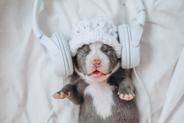 A small funny puppy newborn listens to a song in headphones on a white bed.