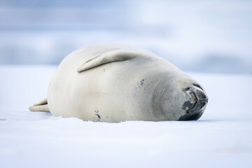 Crabeater seal sleeps on side on ice