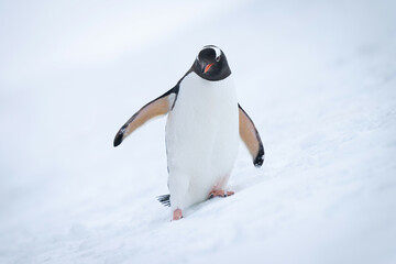 Gentoo penguin approaches camera on snowy slope